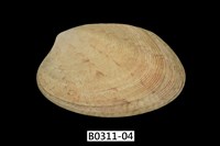 藏品(蝴蝶錦蛤)的圖片